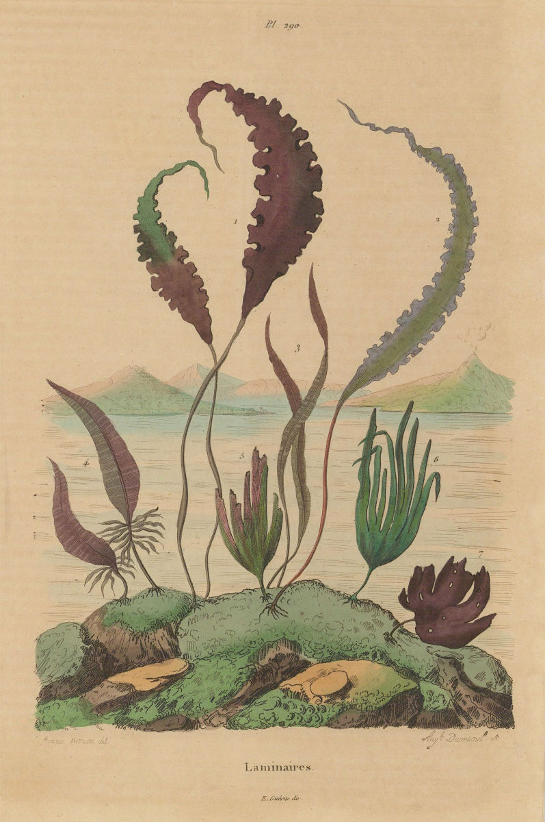 KELP. Laminaires (Laminaria, Kelp) 1833 old antique vintage print picture